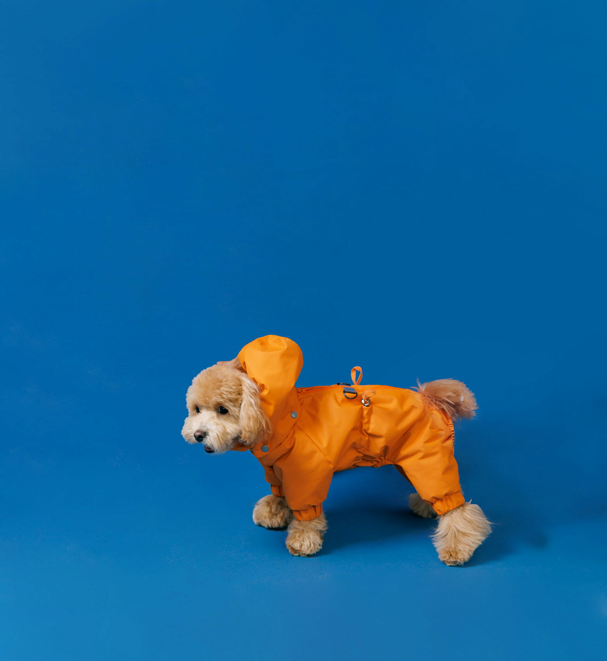 Jumpsuit for a dog Frost