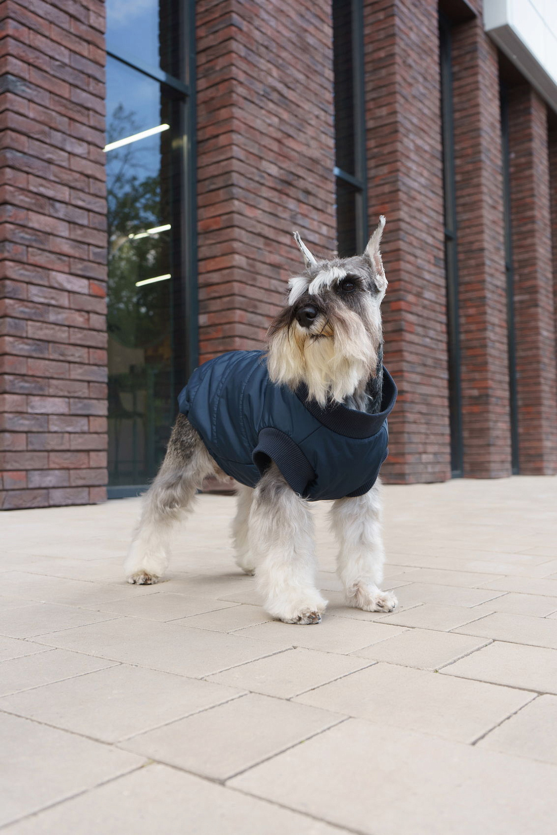 Vest for a dog Zircon