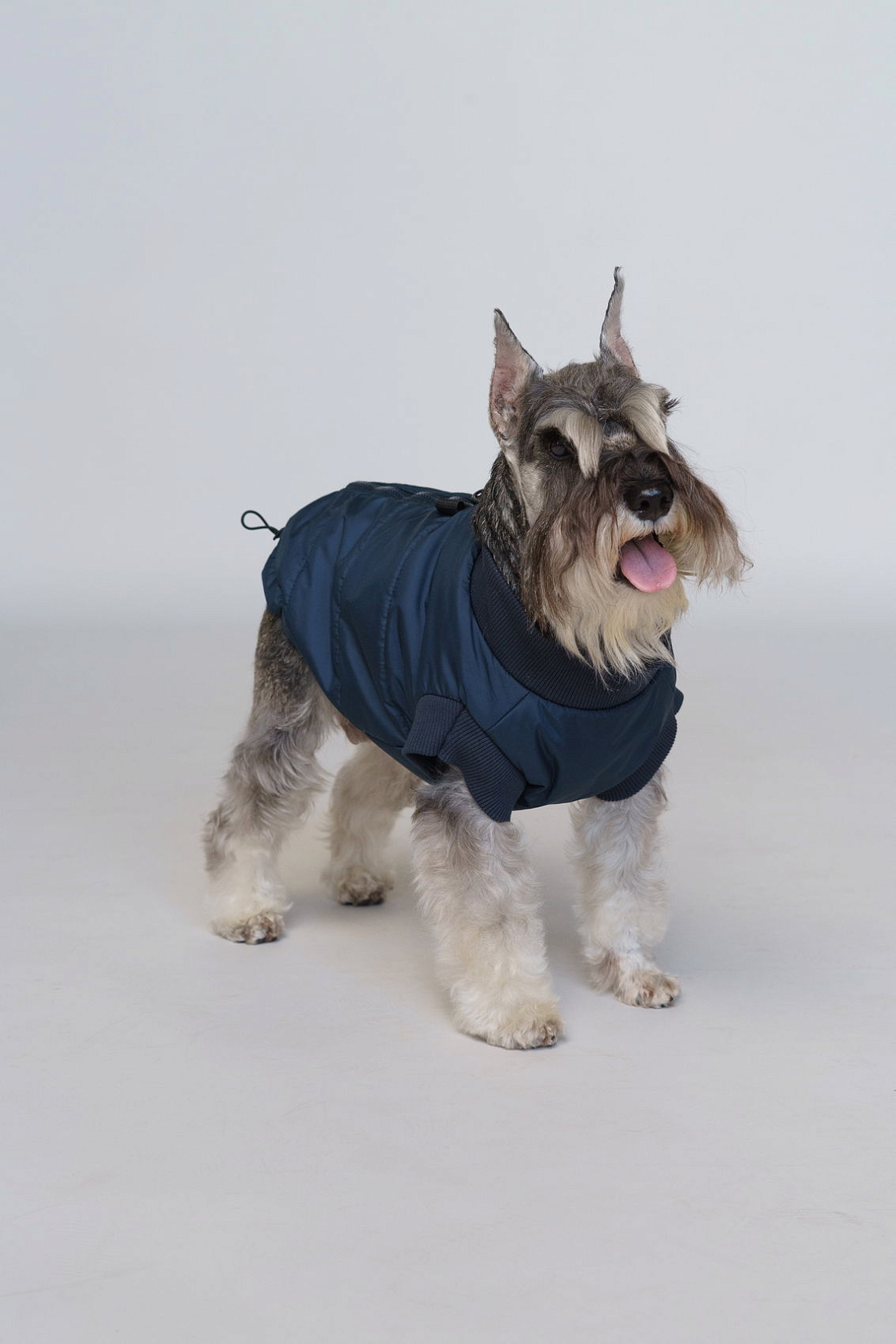 Vest for a dog Zircon
