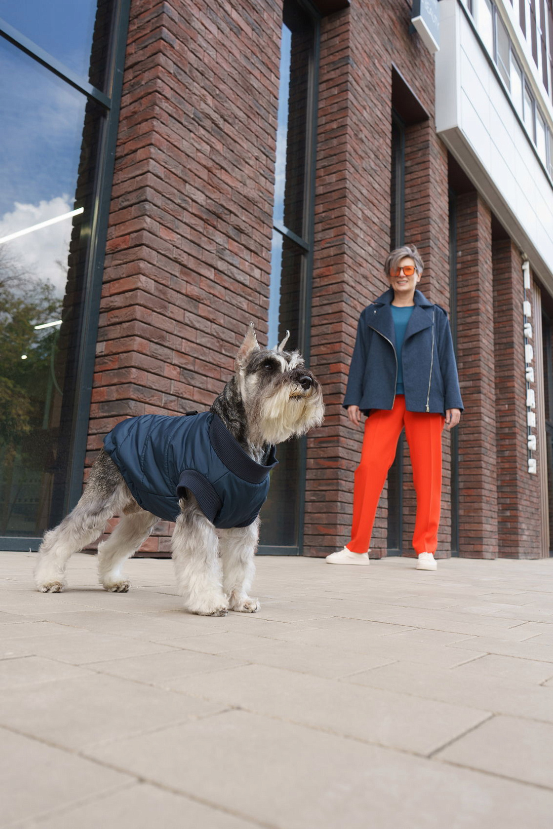 Vest for a dog Zircon