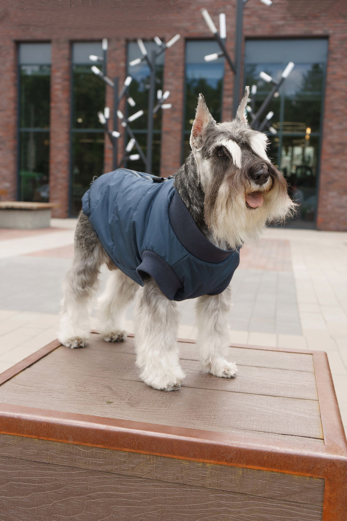 Vest for a dog Zircon