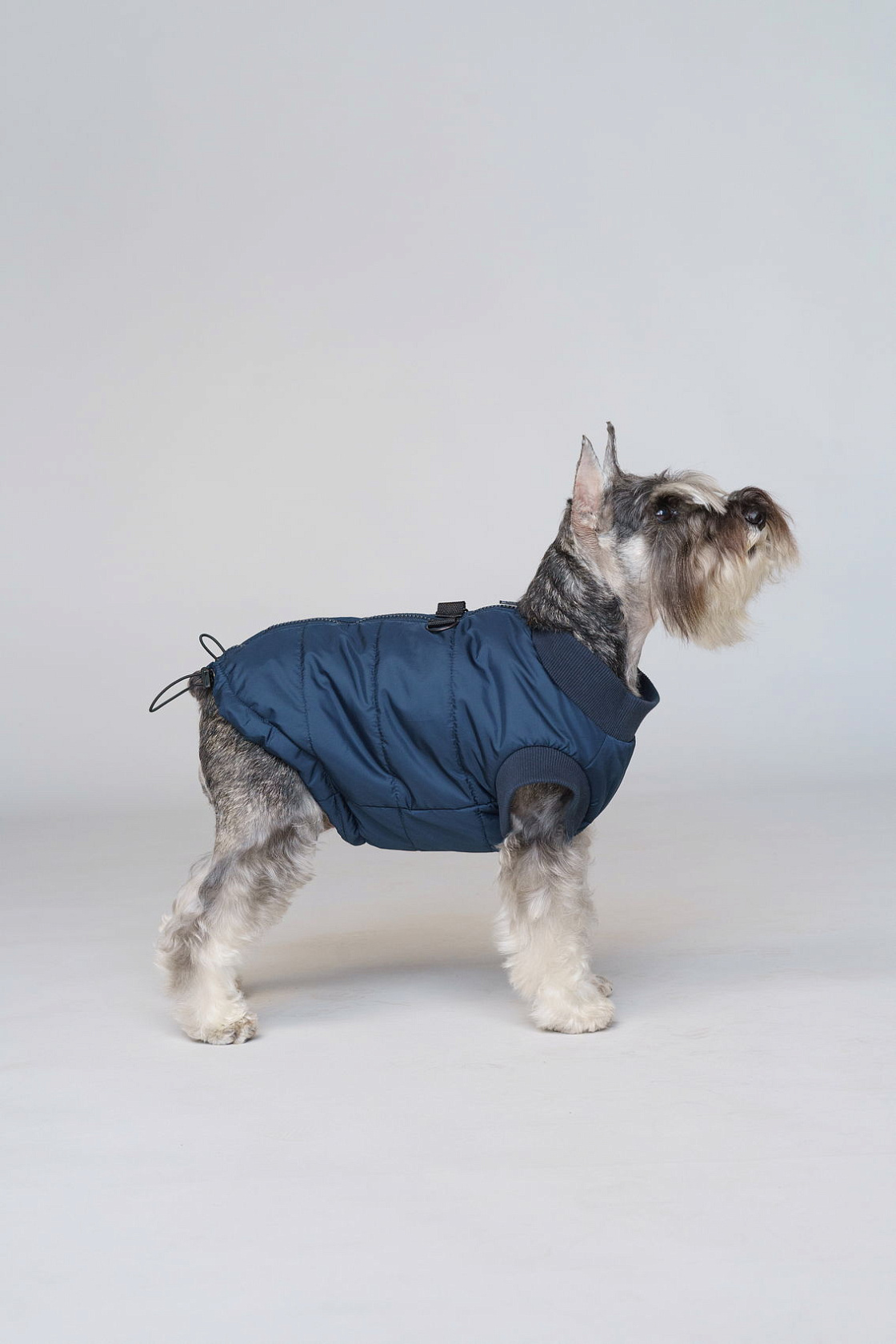 Vest for a dog Zircon